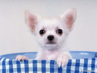 White dog blue bowl checkered - cloth free wallpaper