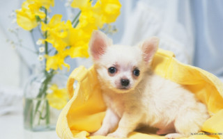 Small white dog yellow blanket - a vase free wallpaper