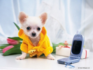 Small dog yellow jacket flower - a white curtain free wallpaper