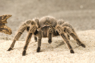 Tarantula closeup sand starfish beach - sand free wallpaper