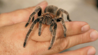 Person holding tarantula blurry background - a blurry background of the image free wallpaper