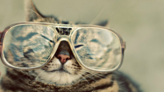Cat glasses closed eyes looking 2 - glass free wallpaper
