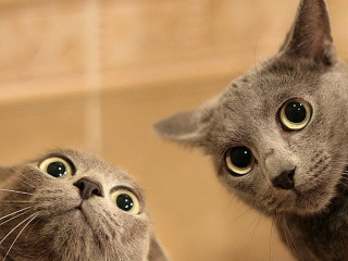 Cat looking reflection mirror wide - andries both free wallpaper