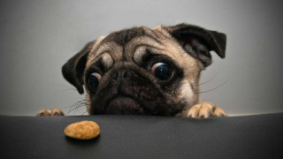 Dog peanut table gray black - a black surface free wallpaper