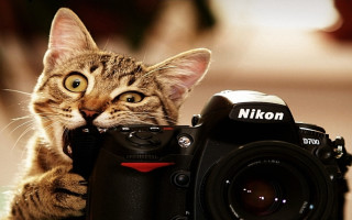 Cat camera macro animal focus - its mouth open free wallpaper