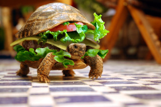 Tortoise eating sandwich tiled floor - ultra realistic digital art free wallpaper