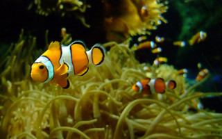 Clown fish aquarium coral background - underwater free wallpaper