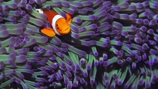 Clown fish hiding purple sea 2 - a clown fish free wallpaper