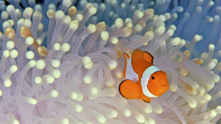 Orange white clownfish anemone domirinic - orange free wallpaper