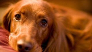 Dog red blanket blue eye - a close up of a dog free wallpaper