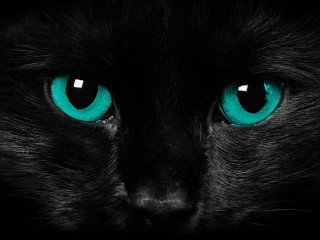 Black cat blue eyes camera 2 - a black cat free wallpaper