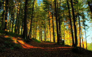 Path woods trees blue sky - both side of it free wallpaper