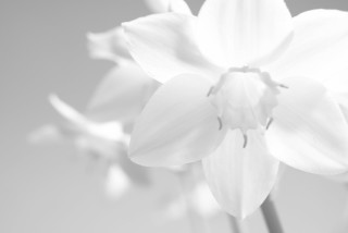 Black white flower blurry background - photo of a flower free wallpaper