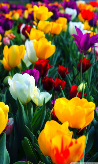 Colorful flowers field sky background - colorful flower free wallpaper