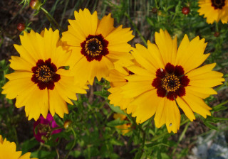 Yellow flower garden daisy dandelion - rich free wallpaper
