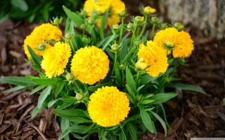 Yellow flowers garden leaves mulch - a rock in the background free wallpaper