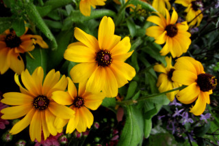 Yellow flowers bouquet vase table - table free wallpaper