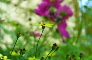 Close up flower field blurry - field free wallpaper for desktop