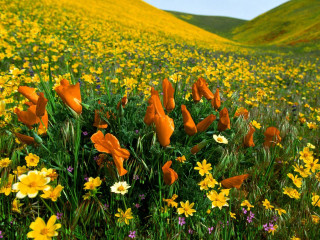 Yellow flower field hill blue - a hill in the background free wallpaper
