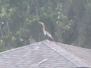 Bird roof rain trees forest - new free wallpaper