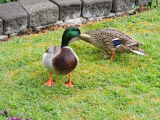 Ducks grassy area brick wall - a brick wall free wallpaper