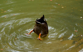 Duck swimming pond leaves water - a pond free wallpaper