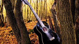 Guitar hanging tree forest leaves - autumn free wallpaper
