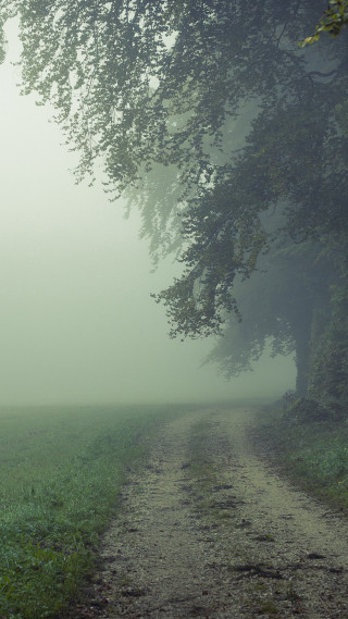 Dirt road tree foggy bench - the side of it free wallpaper