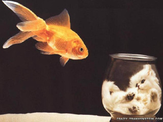 Goldfish bowl cat reflection water - a surrealist painting free wallpaper