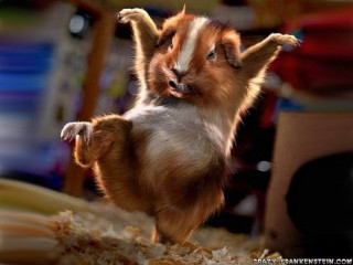 Small brown white dog hind 2 - its hind leg free wallpaper