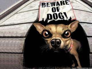 Dog sign doghouse beware of - its head in free wallpaper