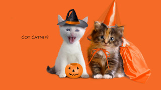 Halloween cats pumpkin witchhat orange - allen tupper true free wallpaper