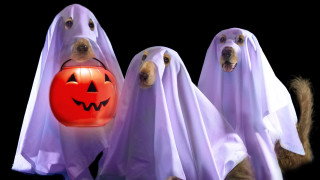 Dogs ghost costumes pumpkin mouth - an album cover free wallpaper