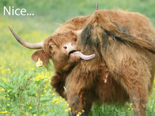 Animals standing grass together caption - free love wallpaper