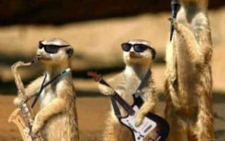 Meerkats playing music sunglasses guitar - sunglass free wallpaper