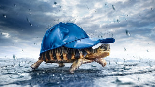 Turtle bluehat rainwater photorealistic beach - animal photography free wallpaper