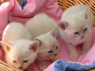 Kittens basket blanket cuddling cozy - clovis trouille free wallpaper