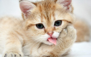 Kitten blanket tongue glamor carlos - its tongue free wallpaper