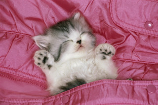 Kitten sleeping pink blanket eyes - conceptual art free wallpaper