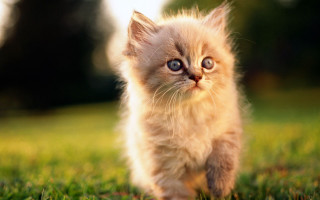 Small kitten green field blue - a lush green field of grass free wallpaper
