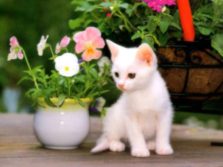 White kitten potted plant pink - center free wallpaper