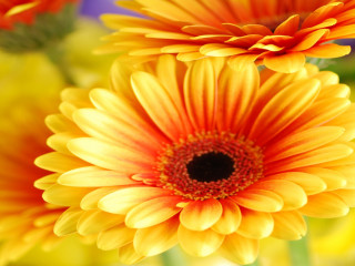 Close up flowers blurry background 7 - a close up of a bunch free wallpaper