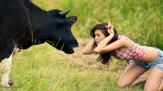 Woman kneeling cow field grass - her shoulder free wallpaper for desktop