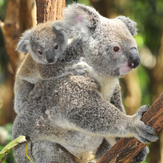 Koala bear cub tree branch - australian tonalism free wallpaper