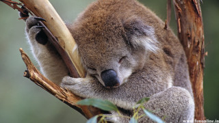 Koala sleeping tree branch head 2 - aloysius okelly free wallpaper