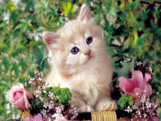 Kitten basket flowers greenery wide 2 - a kitten free wallpaper