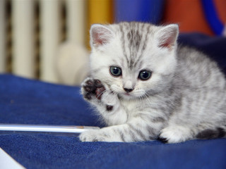 Kitten playing laptop mouse bed - fructose free wallpaper