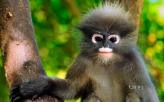 Monkey long tail tree branch - a monkey with free wallpaper
