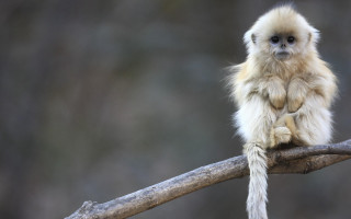 Small monkey sitting branch legs - a small monkey free wallpaper