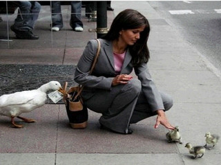 Woman feeding birds city street - photo real free wallpaper